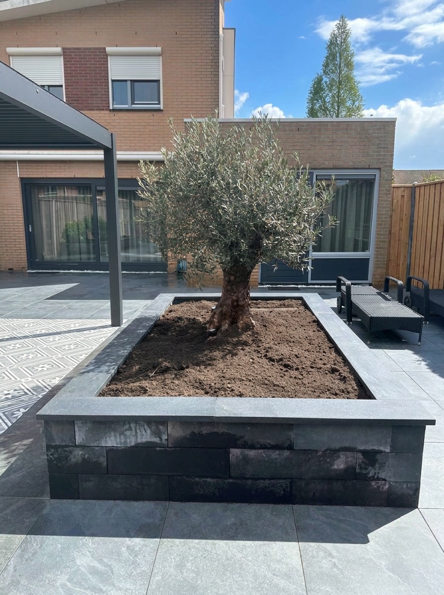 Zwarte plantenbak met olijfboom op het terras